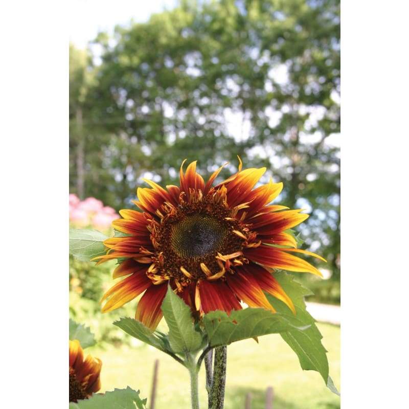 Jolly Joker Sunflower Garden Seeds