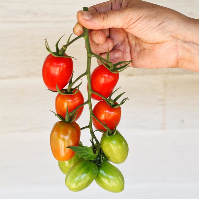 Juliet Tomato (F1 Hybrid 60 Days) - Vegetables
