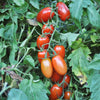 Juliet Tomato (F1 Hybrid 60 Days) - Vegetables
