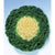 Flowering Cabbage - Kamome White - Flowers