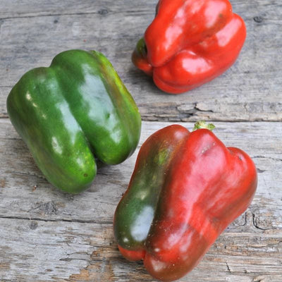 King of the North Pepper (Heirloom 70 Days) - Vegetables