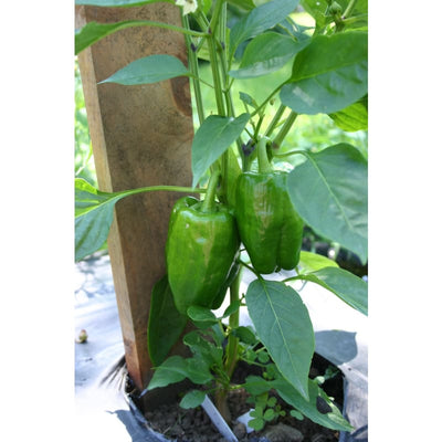 King of the North Pepper ( Heirloom 70 Days) - Vegetables