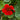 King Theodore Nasturtium - Flowers
