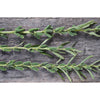Kingoma Sesame (85 Days) - Vegetables