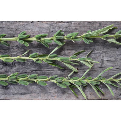 Kingoma Sesame (85 Days) - Vegetables