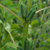 Kingoma Sesame (85 Days) - Vegetables