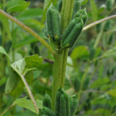 Kingoma Sesame (85 Days) - Vegetables