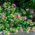 Kirigami Ornamental Oregano - Flowers