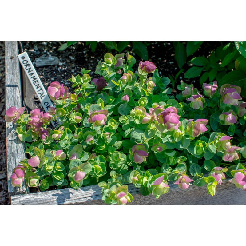 Kirigami Ornamental Oregano - Flowers