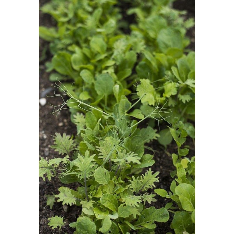 Kitchen Sink Greens Mix (1oz) - Vegetables