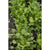 Kitchen Sink Greens Mix (1oz) - Vegetables