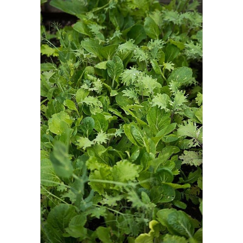 Kitchen Sink Greens Mix (1oz) - Vegetables