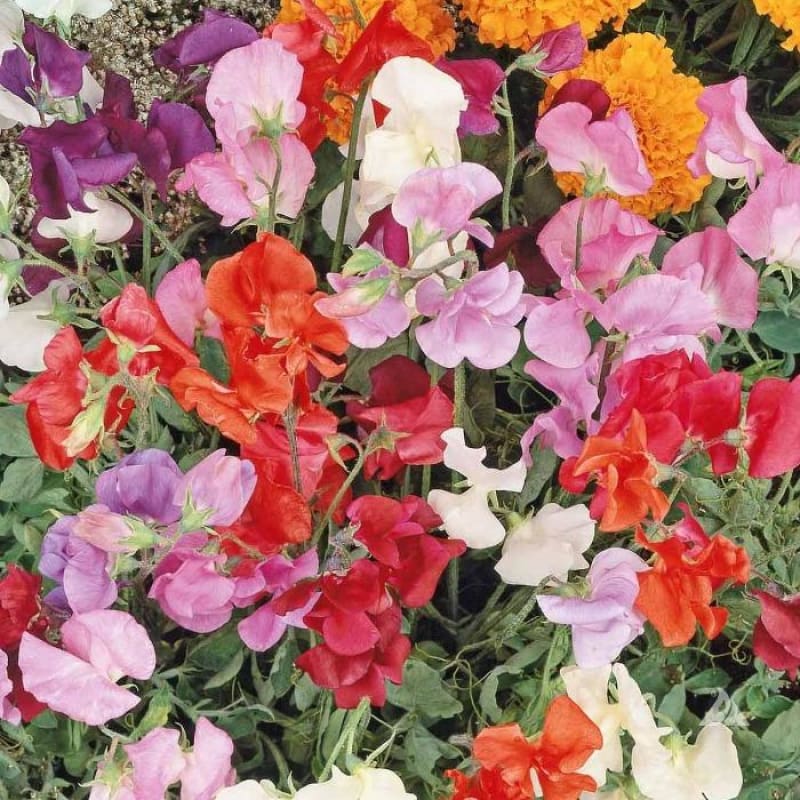 Knee High Fragrant Mix - Flowers