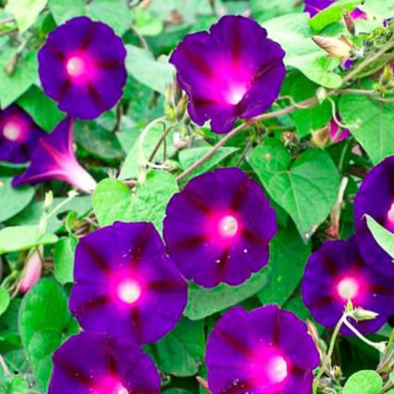 Knowlains Black Morning Glory - Flowers