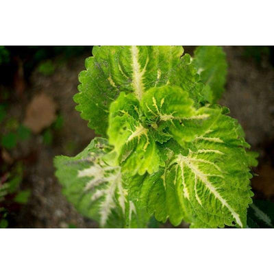 Coleus - Kong Series Empire Mix - Flowers