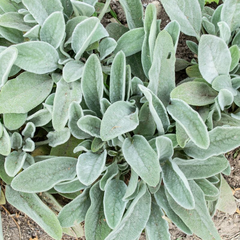 Lamb's Ears Garden Seeds