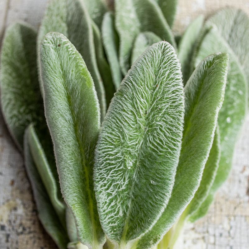 lambs ear indoor plant Lamb's Ears – Pinetree Garden Seeds