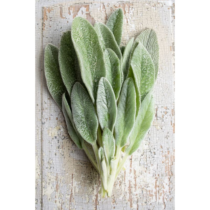 lambs ear plant seeds Lamb's Ears – Pinetree Garden Seeds