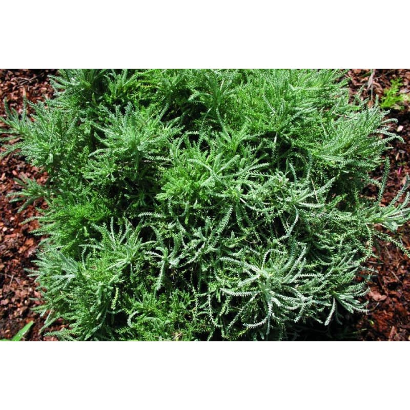 cotton lavender plant care Lavender Cotton – Pinetree Garden Seeds