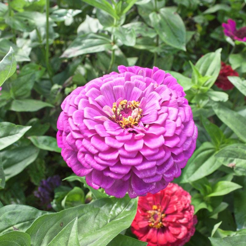 Lavender Queen Zinnia