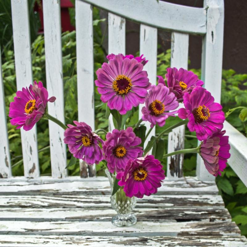 Lavender Queen Zinnia