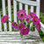 Lavender Queen Zinnia