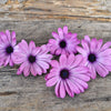 Lavender Shades African Daisy - Flowers