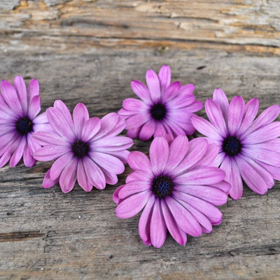 Lavender Shades African Daisy - Flowers