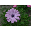 Lavender Shades African Daisy - Flowers