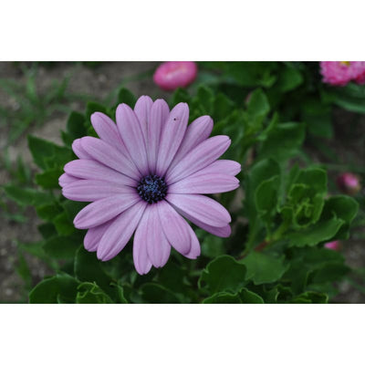 Lavender Shades African Daisy - Flowers