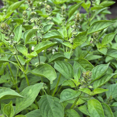Lemon Basil - Herbs