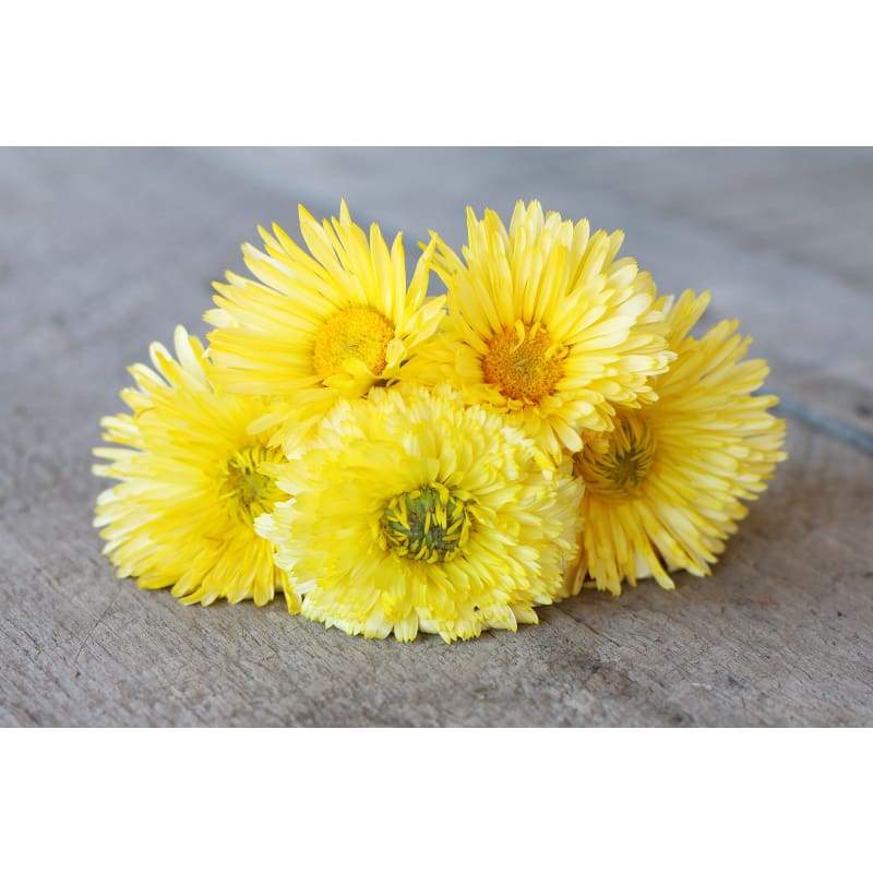 Lemon Cream Calendula