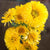 Lemon Cream Calendula - Flowers
