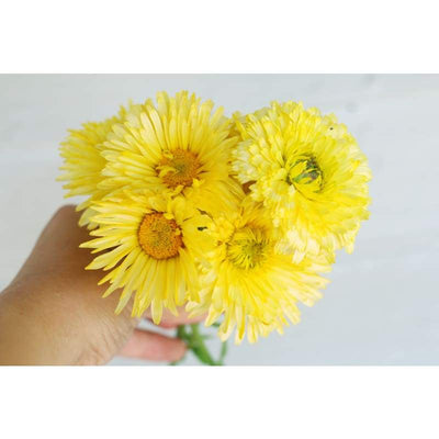 Calendula - Lemon Cream - Flowers