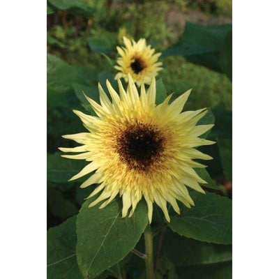 Sunflower - Lemon Eclair - Flowers