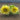 Lemon Eclair Sunflower - Flowers