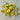 Lemon Gem Marigold - Flowers