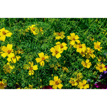 Lemon Gem Marigold - Flowers