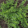 Lemon Savory - Herbs
