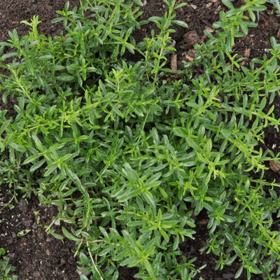Lemon Savory - Herbs
