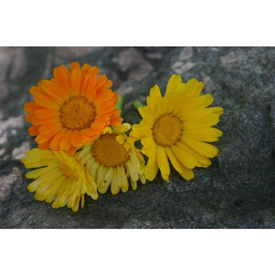 Calendula - Lemonade - Flowers