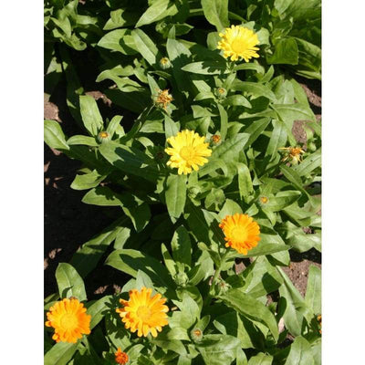 Calendula - Lemonade - Flowers