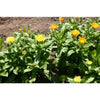 Calendula - Lemonade - Flowers