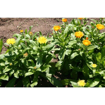 Calendula - Lemonade - Flowers