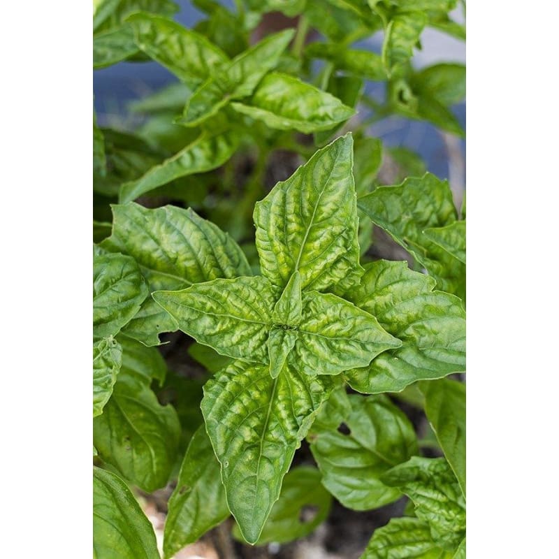 Lettuce Leaf Basil