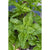 Lettuce Leaf Basil