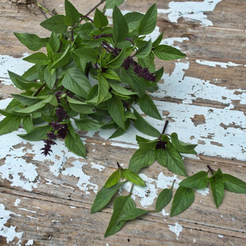 Licorice Basil