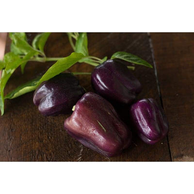 Lilac Bell Pepper (70 Days) - Vegetables