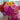 Lilliput Mix Zinnia - Flowers