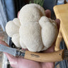 Lion’s Mane Mushroom Ooutdoor Log Growing Kit - Mushrooms